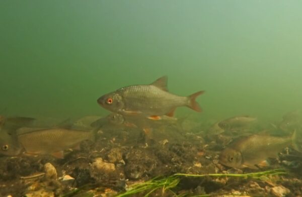 What fish species live in the Hampshire Avon?